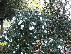 Camellia sinensis