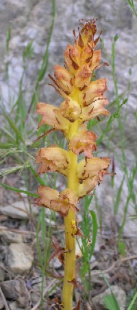 Orobanche rapum-genistae