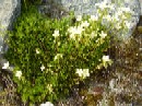 23. juli - Saxifraga tricuspidata