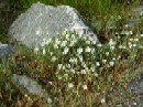 23. juli - Stellaria longipes