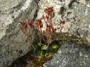 23. juli - Saxifraga nivalis