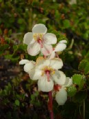 23. juli - Pyrola grandiflora