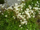 24. juli - Saxifraga cernua