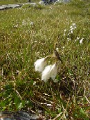 26. juli - Eriophorum angustifolium