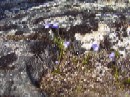 26. juli - Campanula gieseckiana
