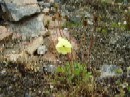 27. juli - Papaver radicatum