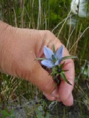 20. juli - Lomatogonium rotatum