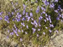 20. juli - Campanula gieseckiana