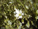 21. juli - Cerastium alpinum