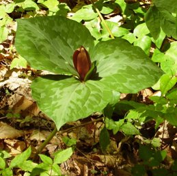 240.  TRILLIUM