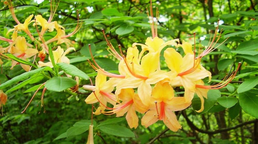 Rhododendron calendulaceum