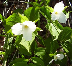 342  TRILLIUM