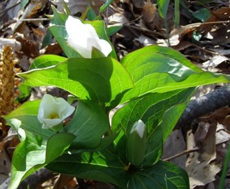 308  TRILLIUM