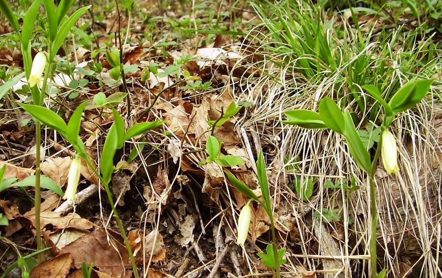 Uvularia sessilifolia