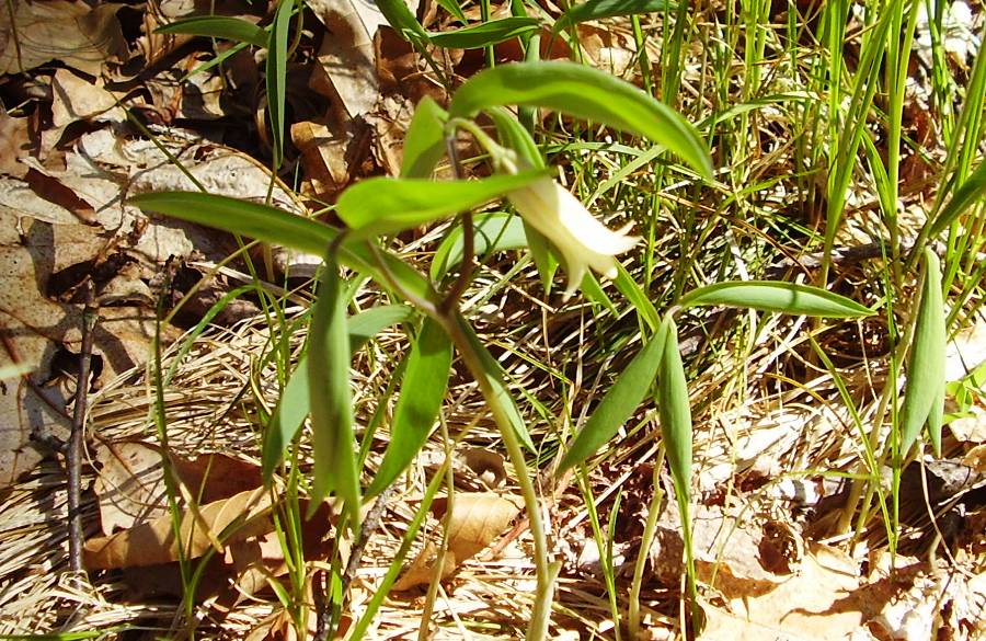 Uvularia sessilifolia