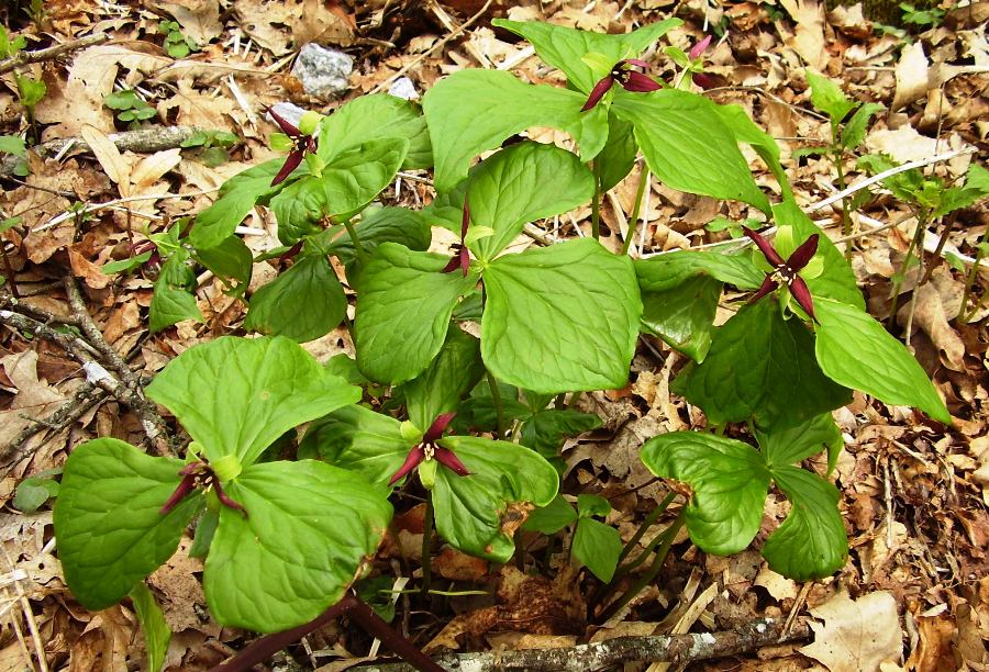 Trillium erectum