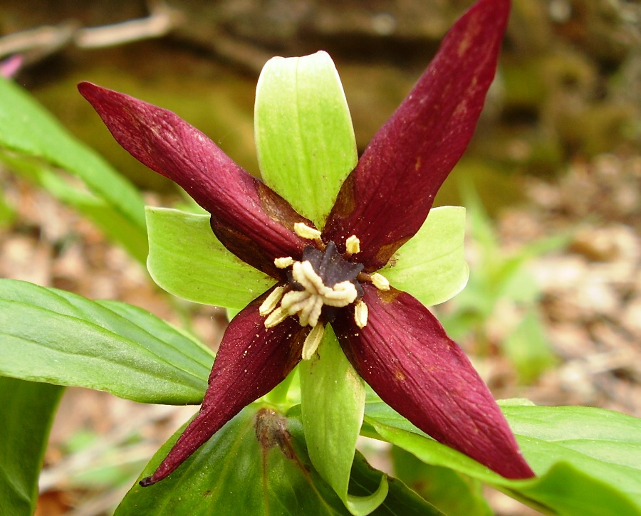 Trillium erectum