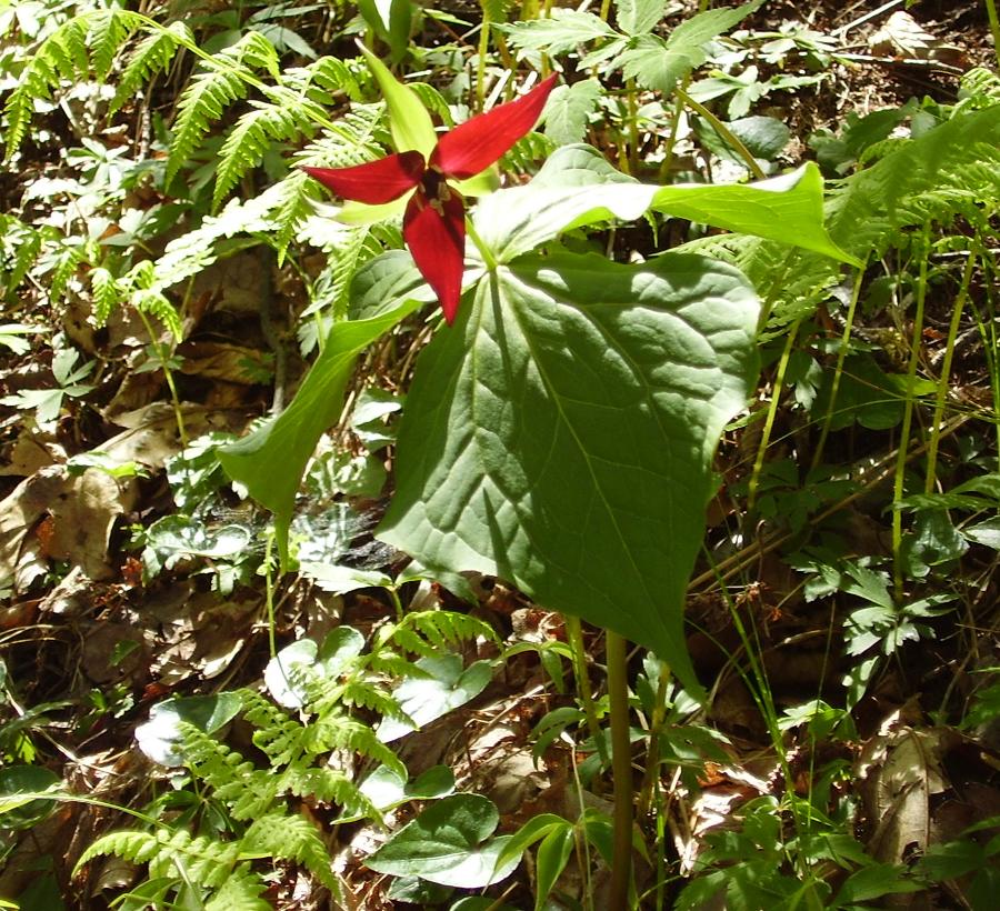 Trillium erectum