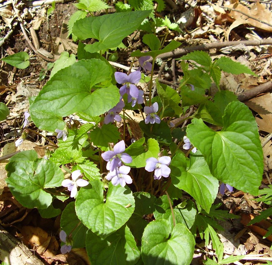 Viola sororia