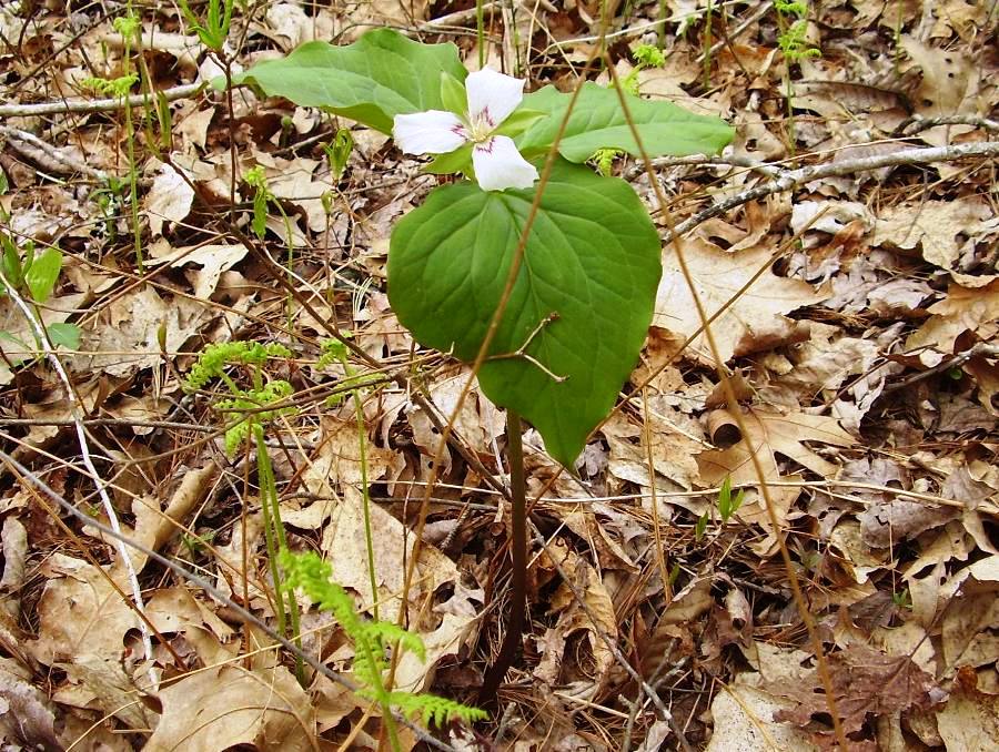 Trillium undulatum