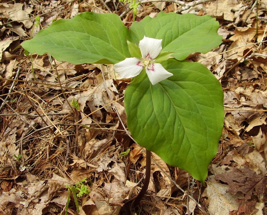 Trillium undulatum