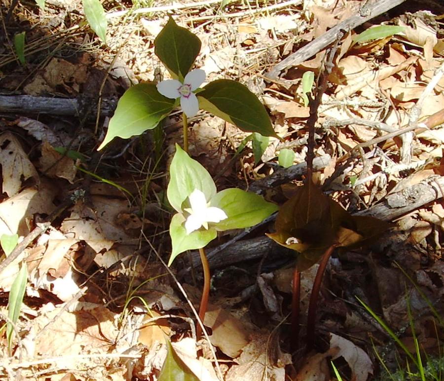 Trillium undulatum