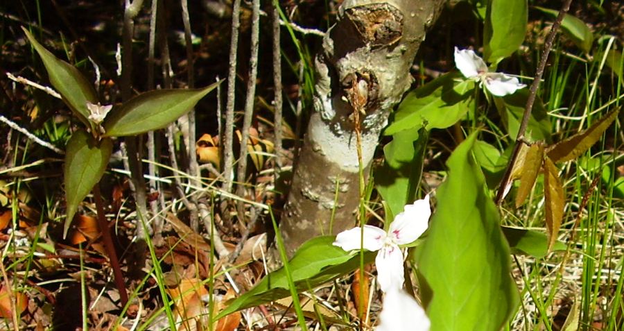 Trillium undulatum