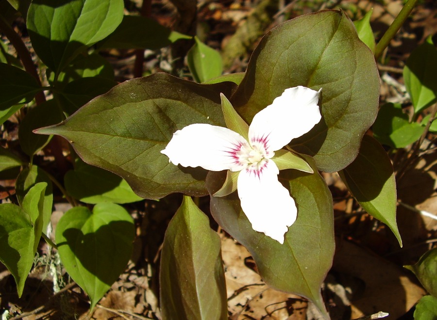 Trillium undulatum