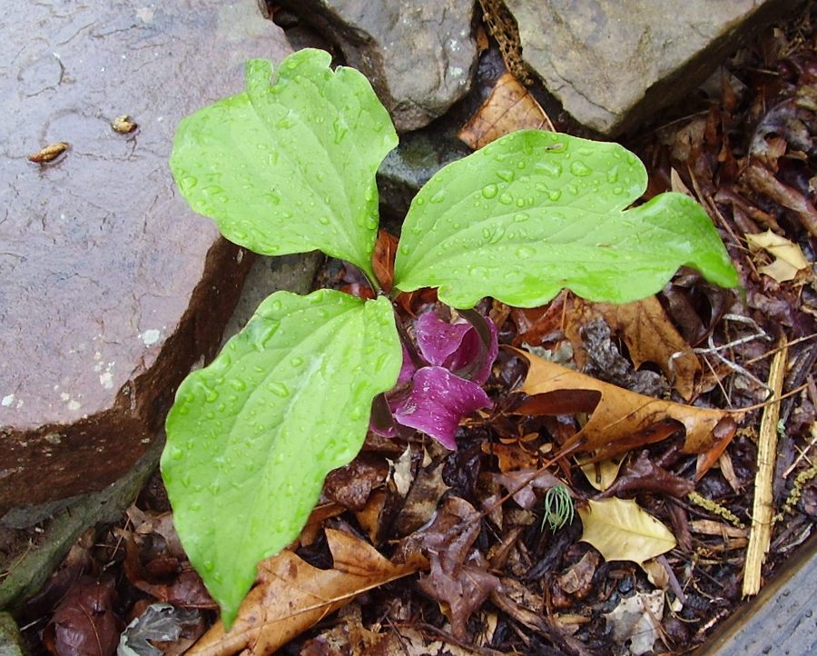 Trillium catesbaei