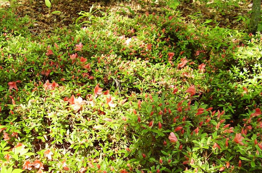 Rhododendron `Pink Cascade