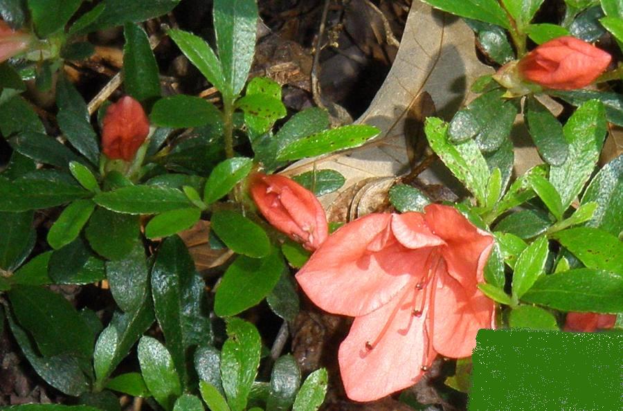 Rhododendron `Pink Cascade