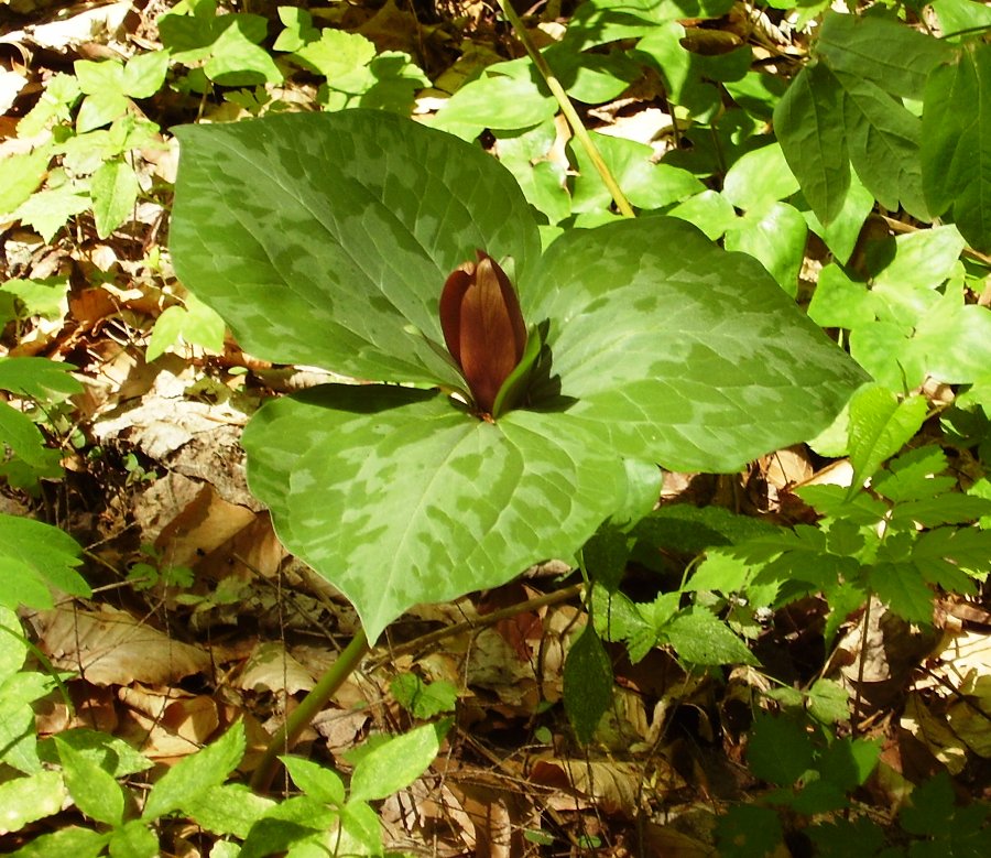 Trillium cuneatum