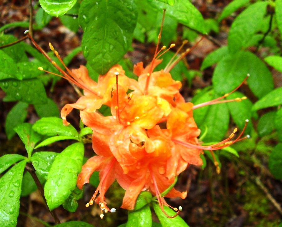 Rhododendron calendulaceum