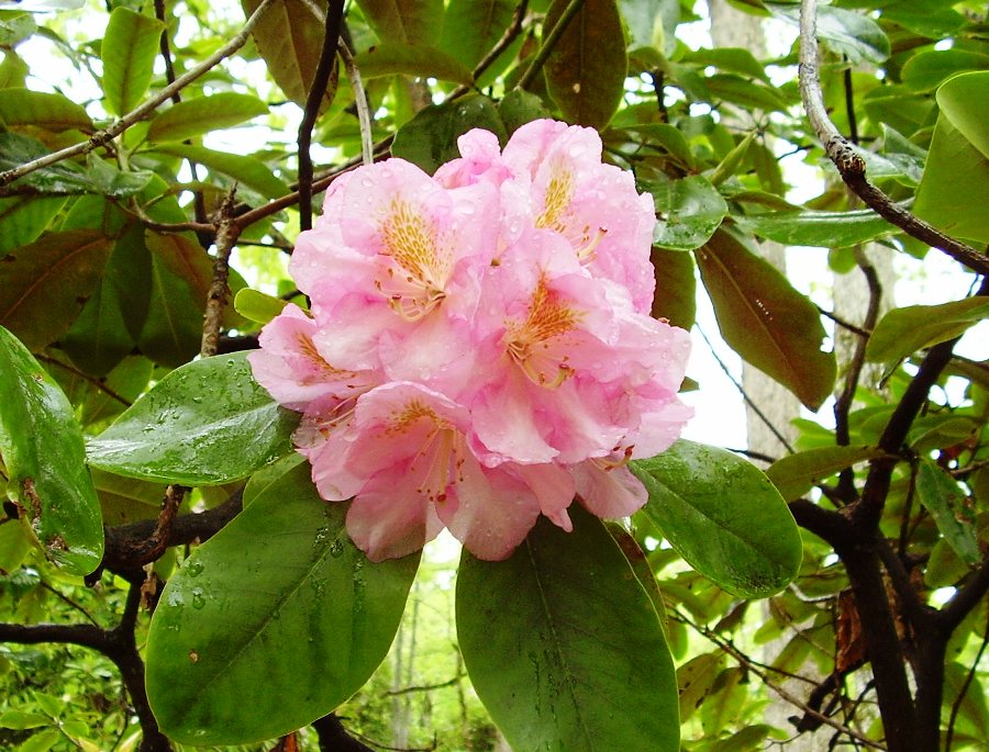 Rhododendron scintillation