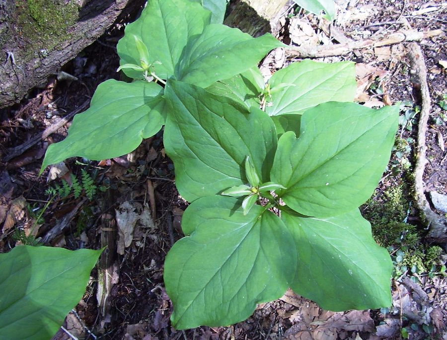 Trillium stamineum