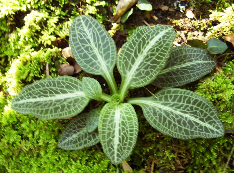 Goodyera pubescens