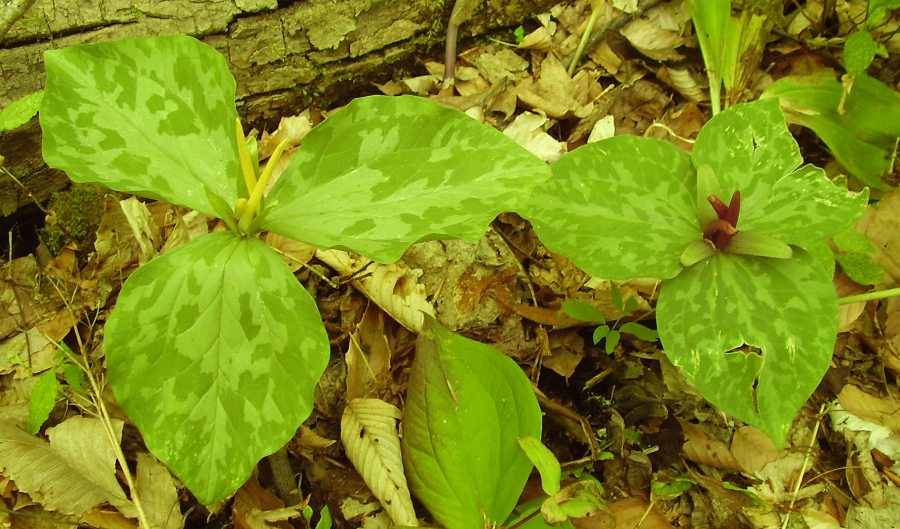 Trillium luteum