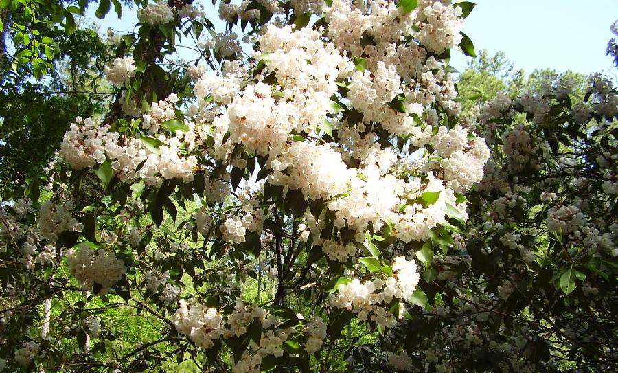 Kalmia latifolia