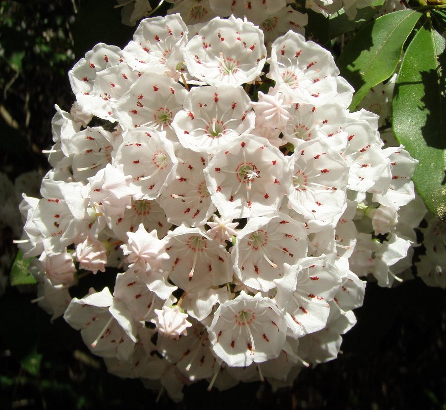 Kalmia latifolia