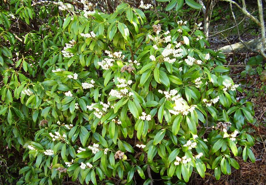 Pieris floribunda