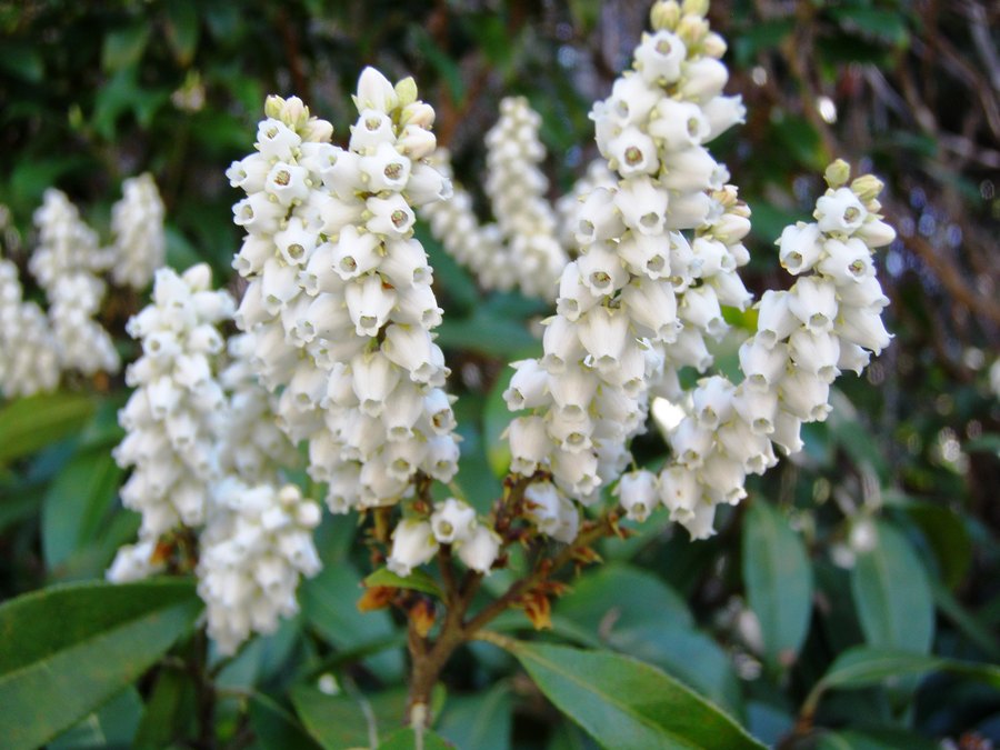 Pieris floribunda