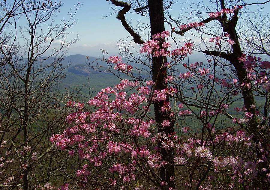 Rhododendron vaseyi