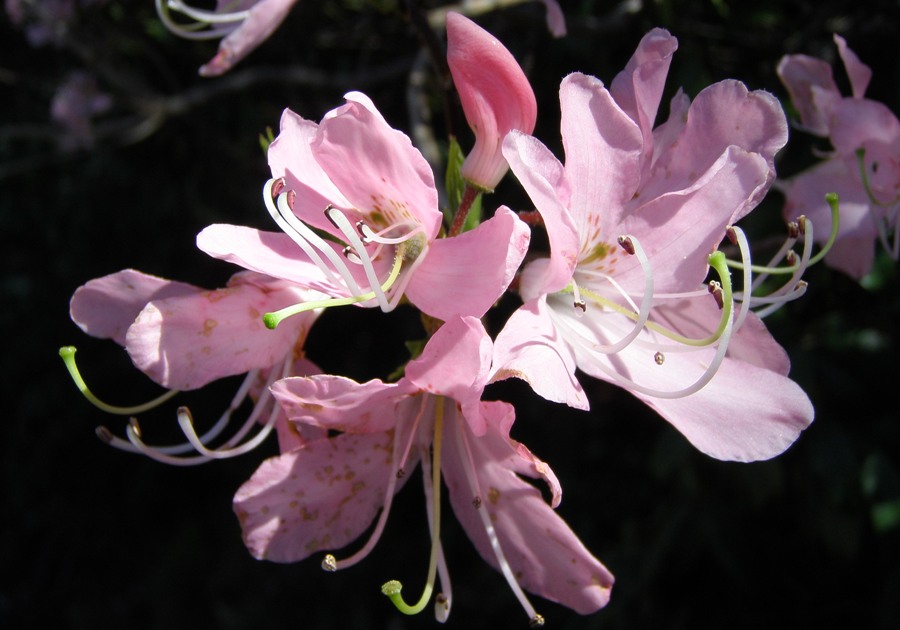 Rhododendron vaseyi