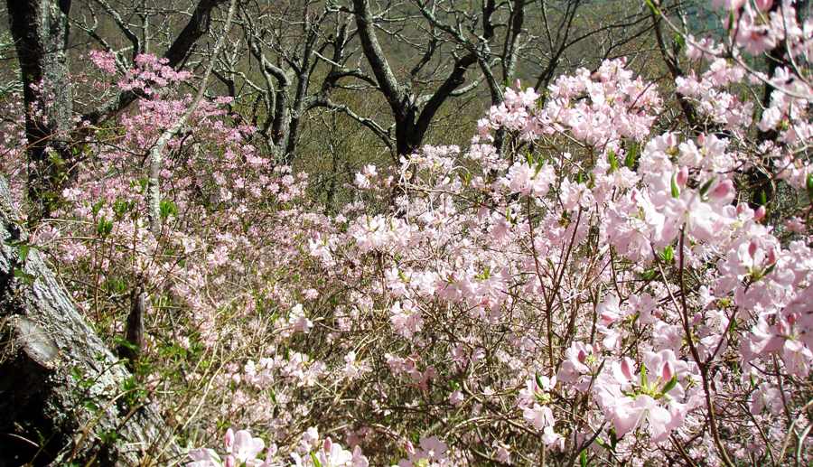 Rhododendron vaseyi