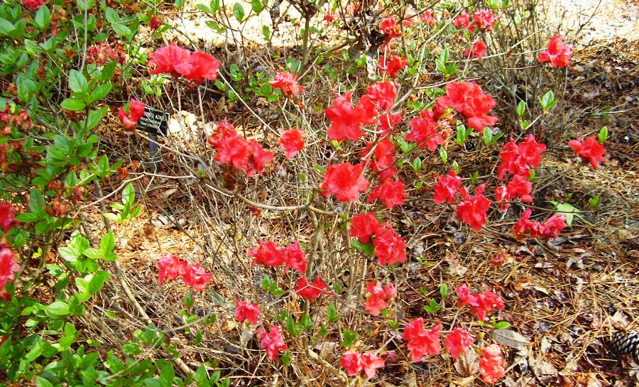 Rhododendron `Stewartsonia 