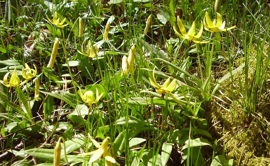 Erythronium americanum