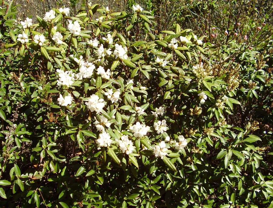 Rhododendron minus