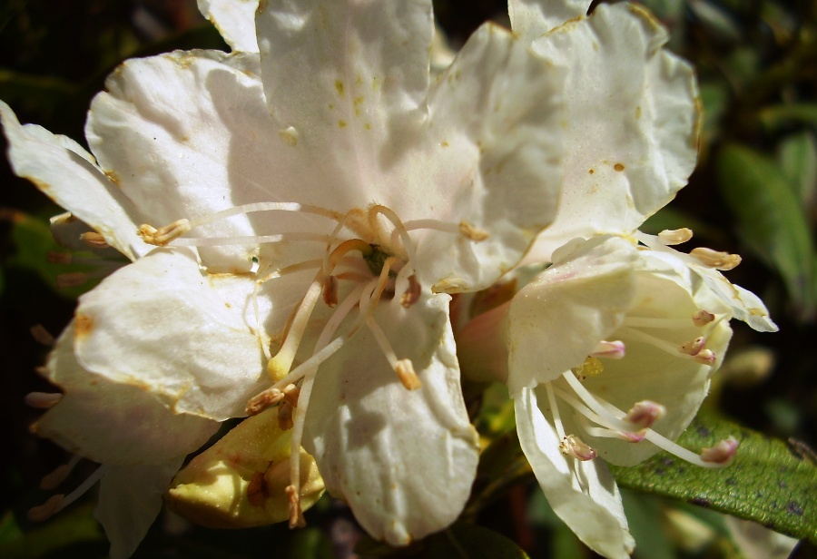 Rhododendron minus