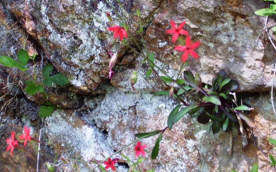 Silene virginica