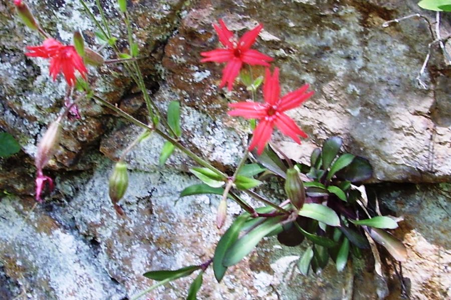 Silene virginica